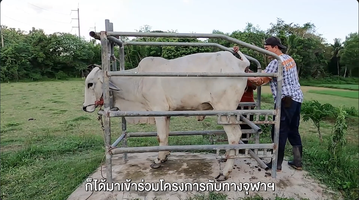 การผสมเทียมโค การพัฒนาสมรรถนะของเกษตรกร ผสมเทียม