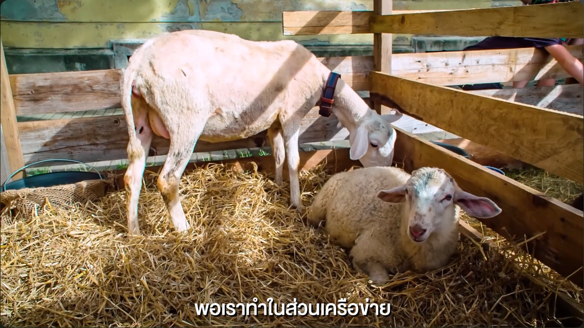 การพัฒนาเครือข่ายแพะแกะ โครงการการสร้างความเข้มแข็งของตลาด